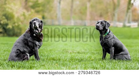 A Very Old And A Young Black Labrador Sitting Opposite Each Other With A Lot Of Space Between. A Bla