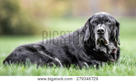 Very Old Black Labrador Lying On The Grass Looking At Camera. A Black Dog In A Park, Countryside Mea