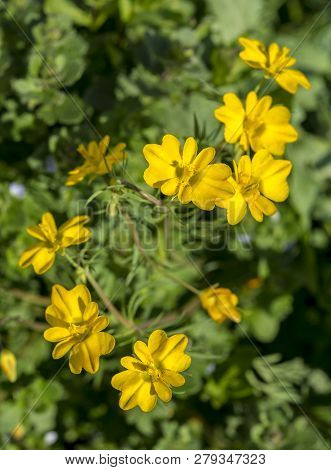 Flowers Of Beardless-petalled Hypecoum, Hypecoum Imberbe.  Photo Taken In Ciudad Real, Spain
