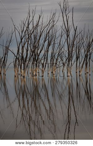 Dead Trees In The City Of Epecuen. Desolate Landscape Without People. Natural Disaster.
