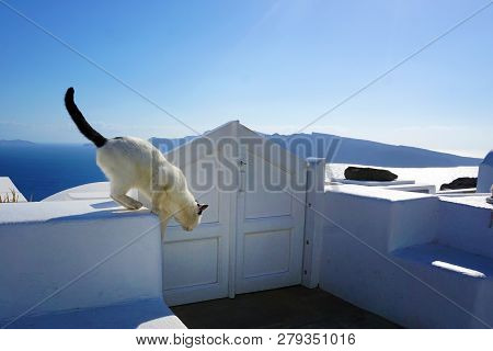 Black And White Cat In Oia, Santorini, Greece