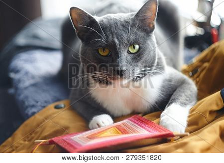 Gray Cat Holding In His Paws Trinket-talisman Sitting On The Jacket