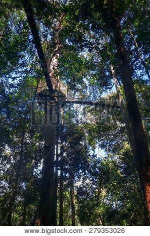 Suspension Bridge In Taman Negara National Park, Malaysia