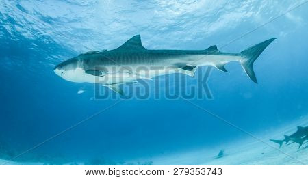 Tiger Shark At Tigerbeach, Bahamas