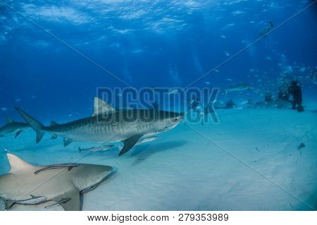 Tiger Shark At Tigerbeach, Bahamas