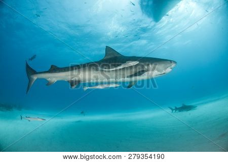 Tiger Shark At Tigerbeach, Bahamas