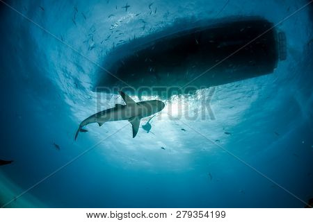 Caribbean Reef Shark At The Bahamas