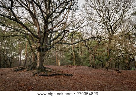 Aboveground Roots Of A Leafless Oak Tree In A Hilly Dutch Forest In The Fall Season.