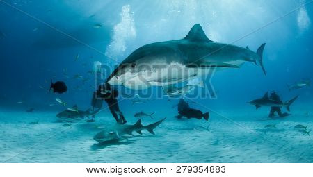 Tiger Shark At Tigerbeach, Bahamas