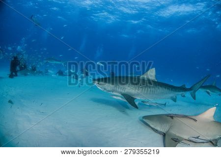 Tiger Shark At Tigerbeach, Bahamas