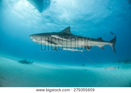 Tiger Shark At Tigerbeach, Bahamas