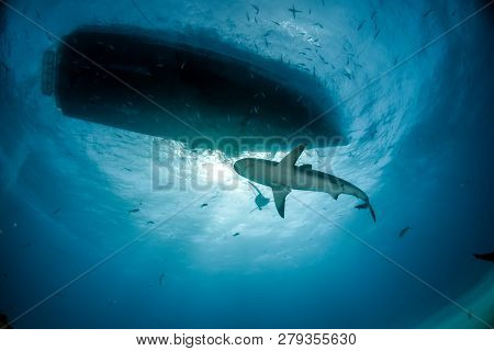 Caribbean Reef Shark At The Bahamas