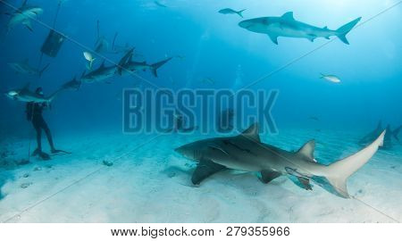 Lemon And Caribbean Reef Shark At The Bahamas