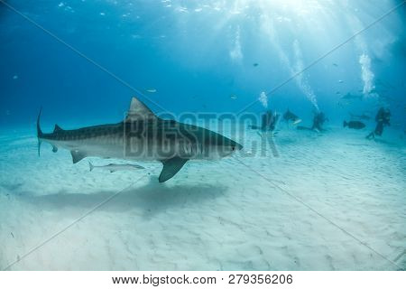 Tiger Shark At Tigerbeach, Bahamas