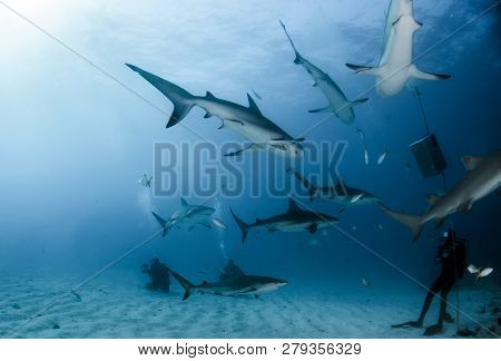 Caribbean Reef Sharks At The Bahamas