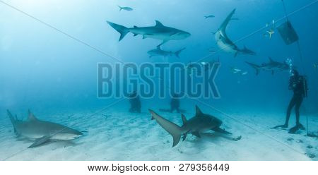 Lemon And Caribbean Reef Sharks At The Bahamas