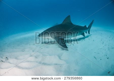 Bulls Shark At The Bahamas
