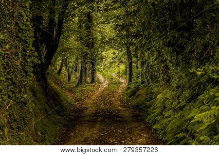 Detail Of Rural Road With Trees And Fallen Leaves In Earth Tones