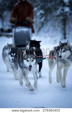 Sled Dog Race On Snow In Winter