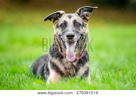 Very Old Alsatian Portrait Looking At The Camera With Mouth Open And Tongue Hanging Out One Ears Ben