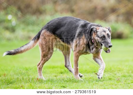 Very Old Alsatian Walking To The Side With A Yellow Tennis Ball In Its Mouth. An Alsatian Or German 