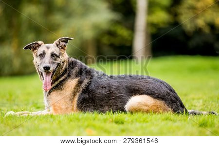 Very Old Alsatian Smiling Lying In The Grass From The Side Mouth Open Tongue Hanging Out. An Alsatia