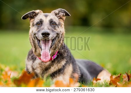 Very Old Alsatian Smiling Lying In Autumn Fall Leaves Looking At Camera. An Alsatian Or German Sheph