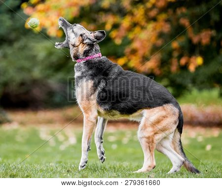 Very Old Alsatian Catching A Yellow Tennis Ball From The Side. An Alsatian Or German Shepherd Dog In
