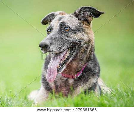 Very Old Alsatian Close Portrait Looking To The Side Of Camera With Mouth Open And Tongue Hanging Ou