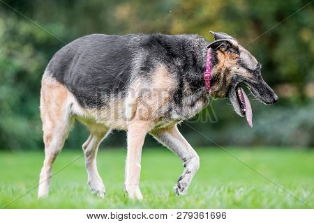 Very Old Alsatian Smiling Walking To The Side With Tongue Hanging Out. An Alsatian Or German Shepher