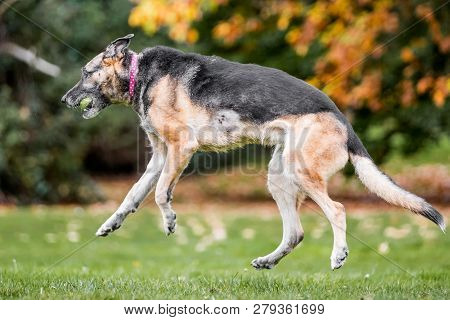 Very Old Alsatian In The Air Catching A Yellow Tennis Ball. An Alsatian Or German Shepherd Dog In A 