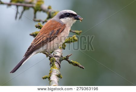 Red-backed Shrike With A Prey In The Beak