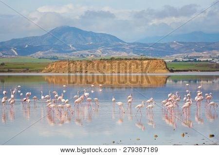 Salt Lake With Flamingos Larnaca