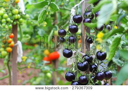 Black Tomatoes On A Branch In The Garden. Indigo Rose Tomato