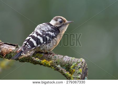 Lesser Spotted Woodpecker Backview On Small Branch