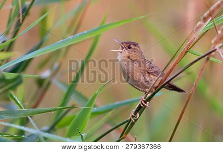 Adult Male Common Grasshopper Warbler Singing In Grass