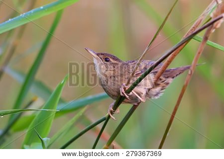 Adult Male Common Grasshopper Warbler Posing In Grass