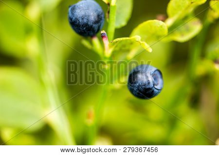 The Ripe And Fresh  Bluebarries On The Branch
