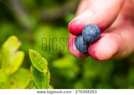 Someone Taking The Ripe Bluebarries From The Branch On The Meado