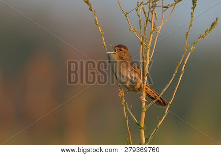 Adult Male Common Grasshopper Warblers Morning Song