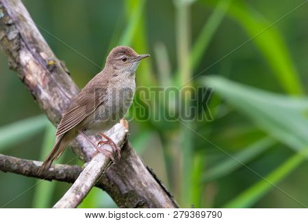 Adult Male Savis Warbler Perched At An Aged Branch