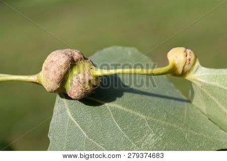 Poplar Spiral Gall Aphid Or Pemphigus Spyrothecae On Leaf Petiole Of Populus  (black Poplar)