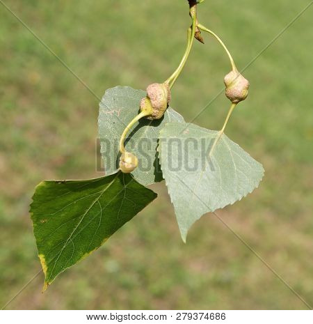 Poplar Spiral Gall Aphid Or Pemphigus Spyrothecae On Leaf Petiole Of Populus (black Poplar)