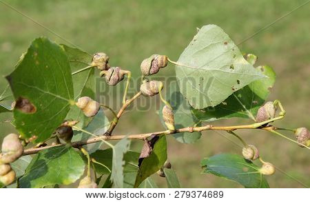 Poplar Spiral Gall Aphid Or Pemphigus Spyrothecae On Leaf Petiole Of Populus  (black Poplar)