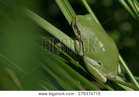 European Tree Frog Posing On Grass Leafs