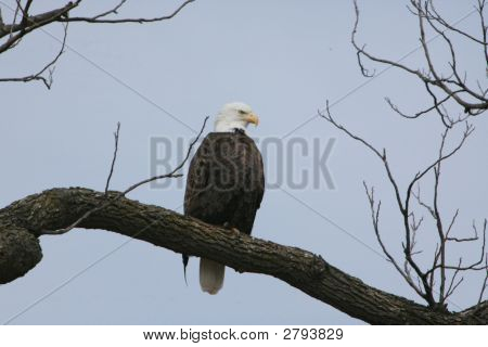 Americký orel bělohlavý