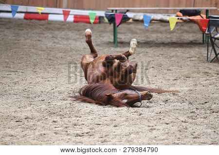 Saddle Horse Lay On Back And Having Fun To Roll In Sand In An Empty Riding Hall