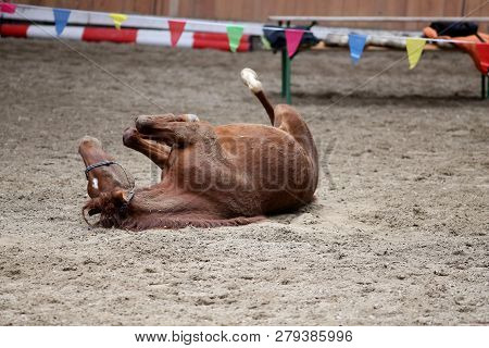 Saddle Horse Lay On Back And Having Fun To Roll In Sand In An Empty Riding Hall