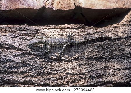 Savannah Monitor (varanus Exanthematicus) Is A Medium-sized Species Of Monitor Lizard Native To Afri