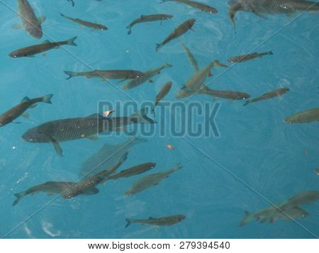 Flock Of Fishes Swim In Clear And Pure Blue Water. Lake, Summer.